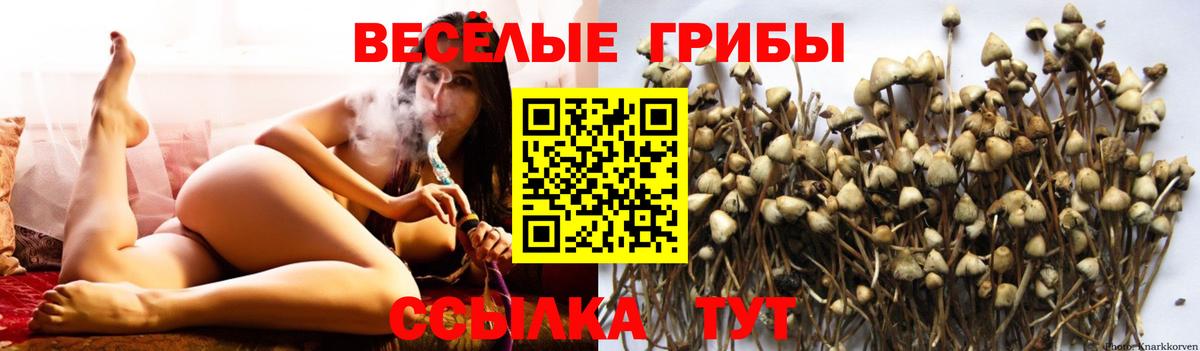 продажа наркотиков  Егорьевск  Псилоцибиновые грибы Psilocybine cubensis 